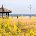 Platja