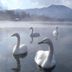 Altres