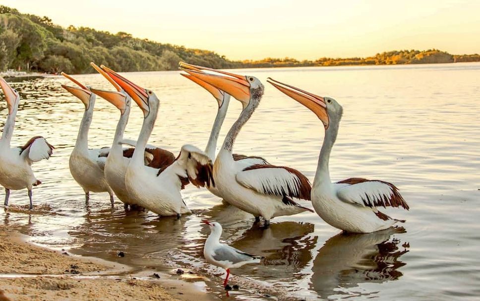 Altres Foto