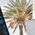 Altres