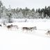 Altres
